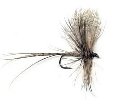 Brown Mayfly