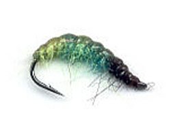 Gammarus