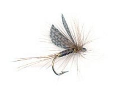 Special Quill