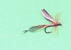 Baetis