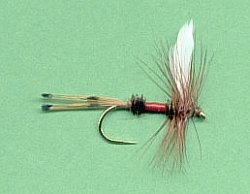 Royal Coachman