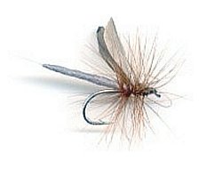 Local Mayfly
