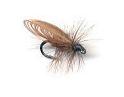 Brown Sedge