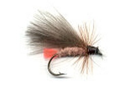 Red-arsed Brown Sedge Emerger