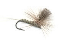 CDC-Para Olive Dun