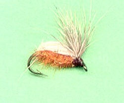 Orange Humphy