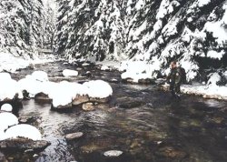 Ichtyologick prieskum Studenho potoka nad Brestovou pri Zuberci