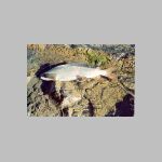 Lipan