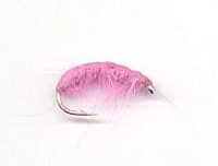 Violet Gammarus
