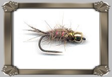 Goldhaed Hares Coccon J.S.