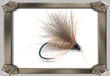 Beige CDC Sedge A.P.