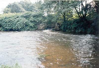Nisa 1A