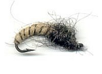 Pupa chrostka