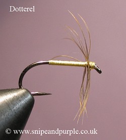  Dotterel 