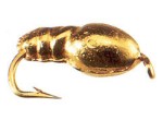  Zlat nymfa 