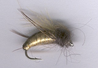 Sedge pupae