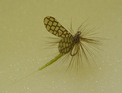  Smeda's Mayfly 