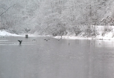 Kormorni to na Vltav 27 v Nahoanech 18.2.2004