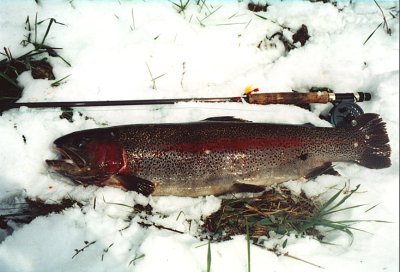 Pstruh duhov - 694 mm, 3715 g (14.4.2001 v 8:45)