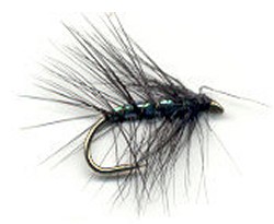 Black Pearl Palmer