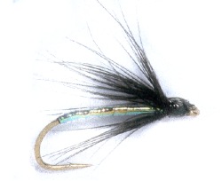 Black Pearly Spider