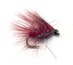 Claret Bumble
