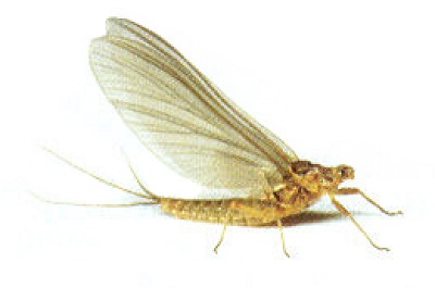 Modrokdl olivka 