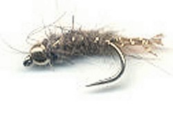  Goldhead Hares Ear var. 