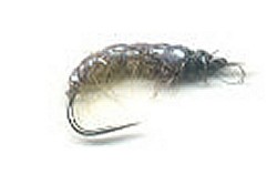  Iron Back Hares Ear 