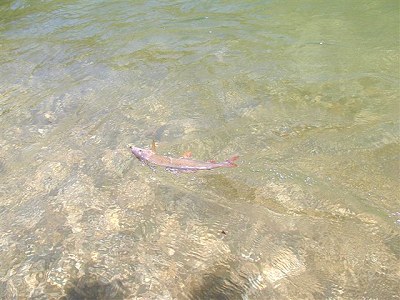  Lipan - Sava Bohinjka 