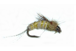  Pupa chrostka 