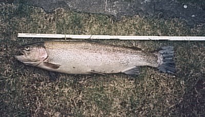 Duhk 65 cm