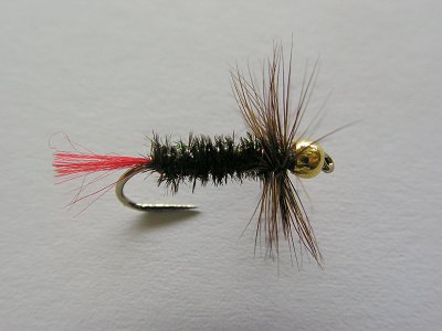  Zlatohlav rudoitka 