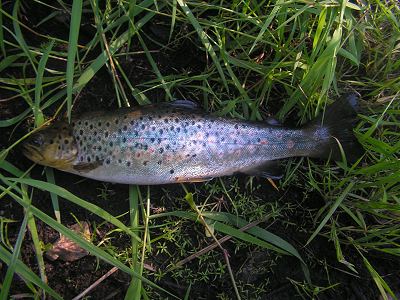  Potok ze Star eky 
