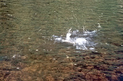  Lipan bojuje 