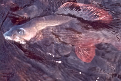  Fialov lipan 