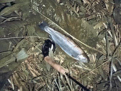  Duhk 33 cm z Vltavy 27 