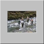 Elektrolovn eta - losos