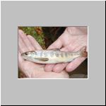 Parr z Kamenice 2002