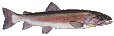 Hlavatka obecn