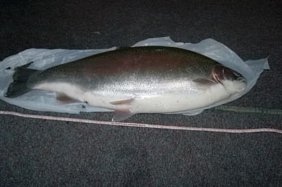  12 lb - chycen za Salmonovou farmou 