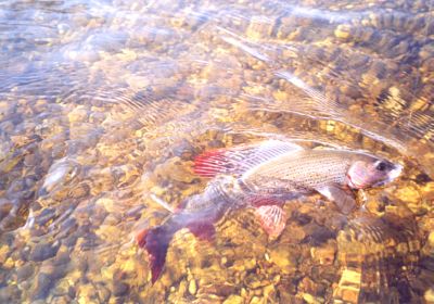 Naše ryby lovené na mušku