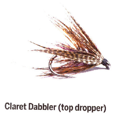  Claret Dabbler  