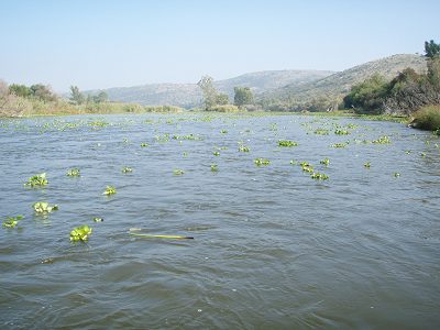  Vodní hyacinty na Vaalu 